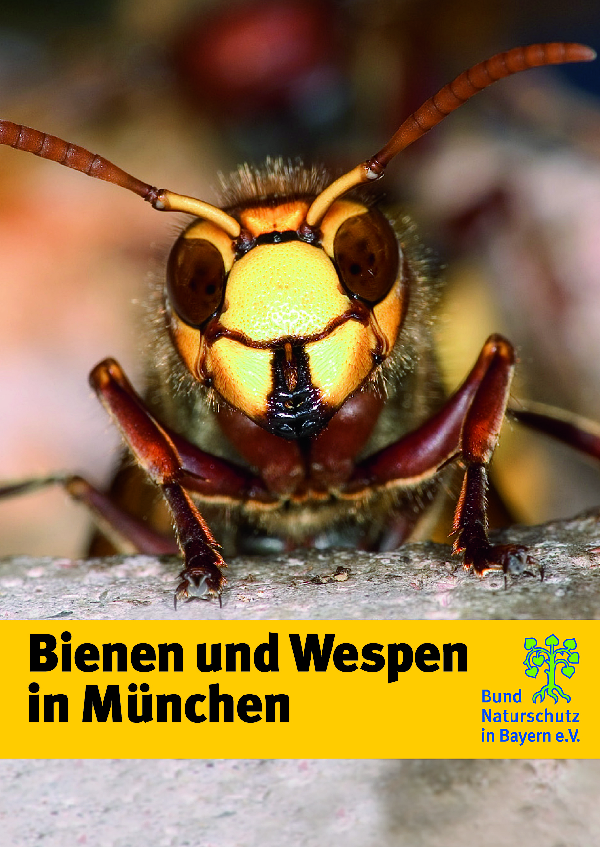 Bienen Wespen München