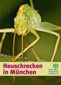 Heuschrecken in München BUND Naturschutz