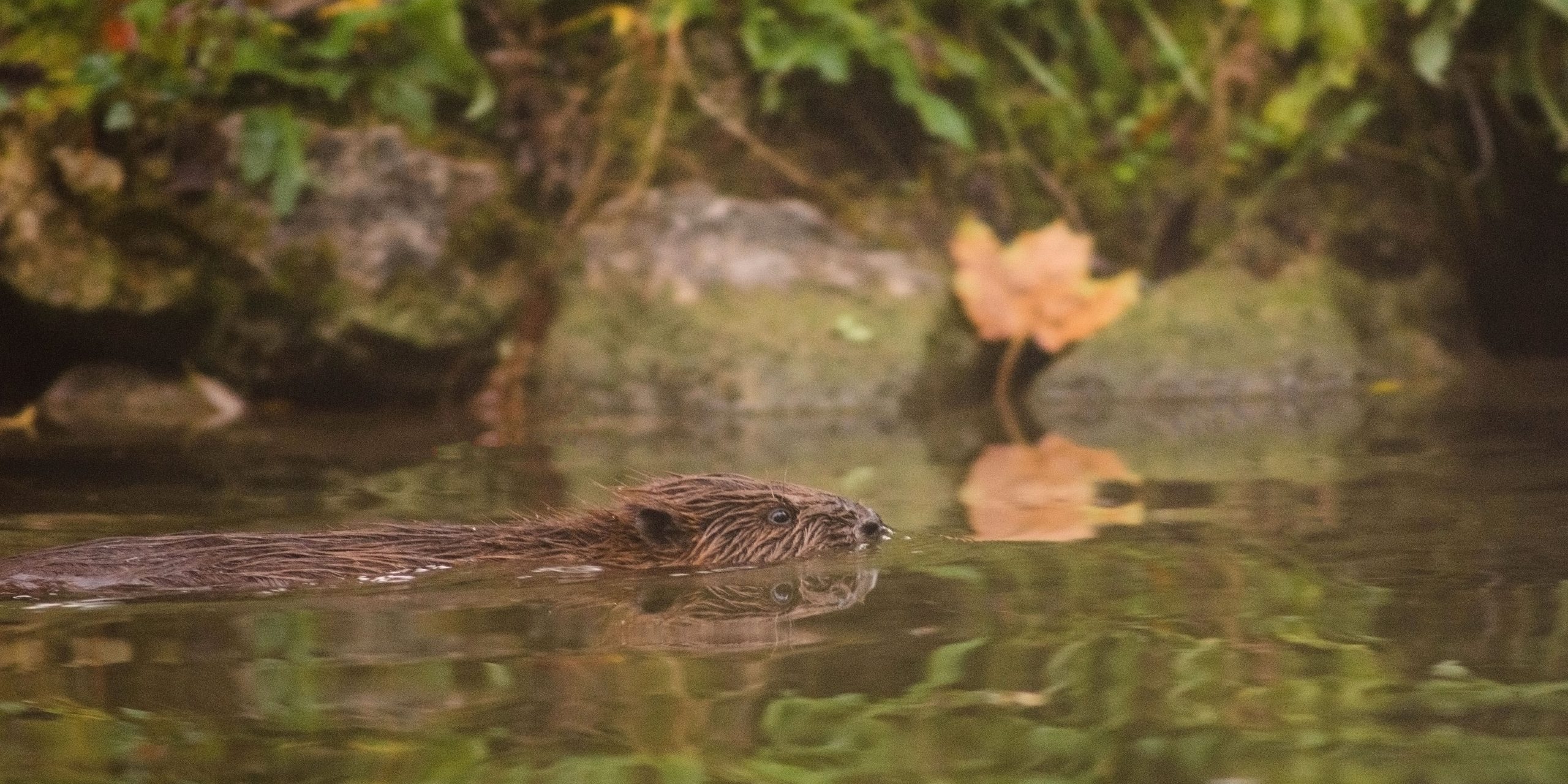 Wildtiere Säugetiere Biber München