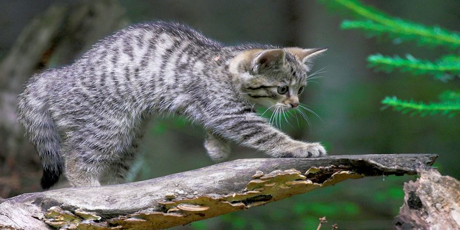 Zoologie - Wo stecken die Wildkatzen? (Archiv)