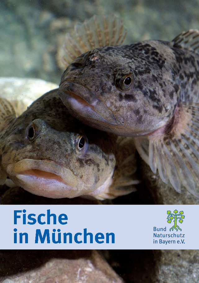 Fische in München BUND Naturschutz