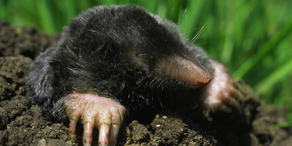 Maulwurf beschnitten, Foto: Wolfgang Willner