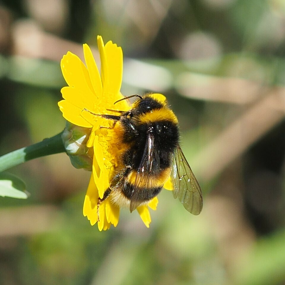 Biene an Blume, vergrößert
