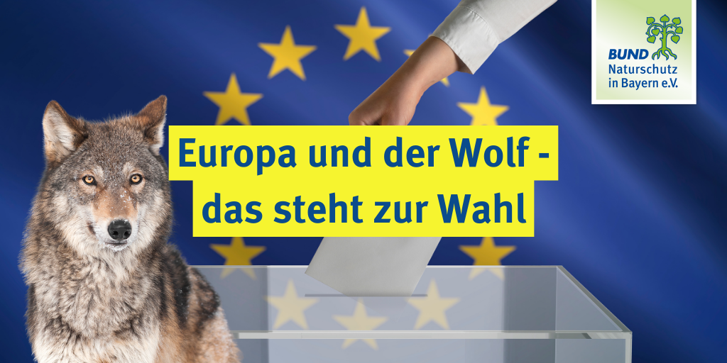 Teil 1: Europa und der Wolf – das steht zur Wahl