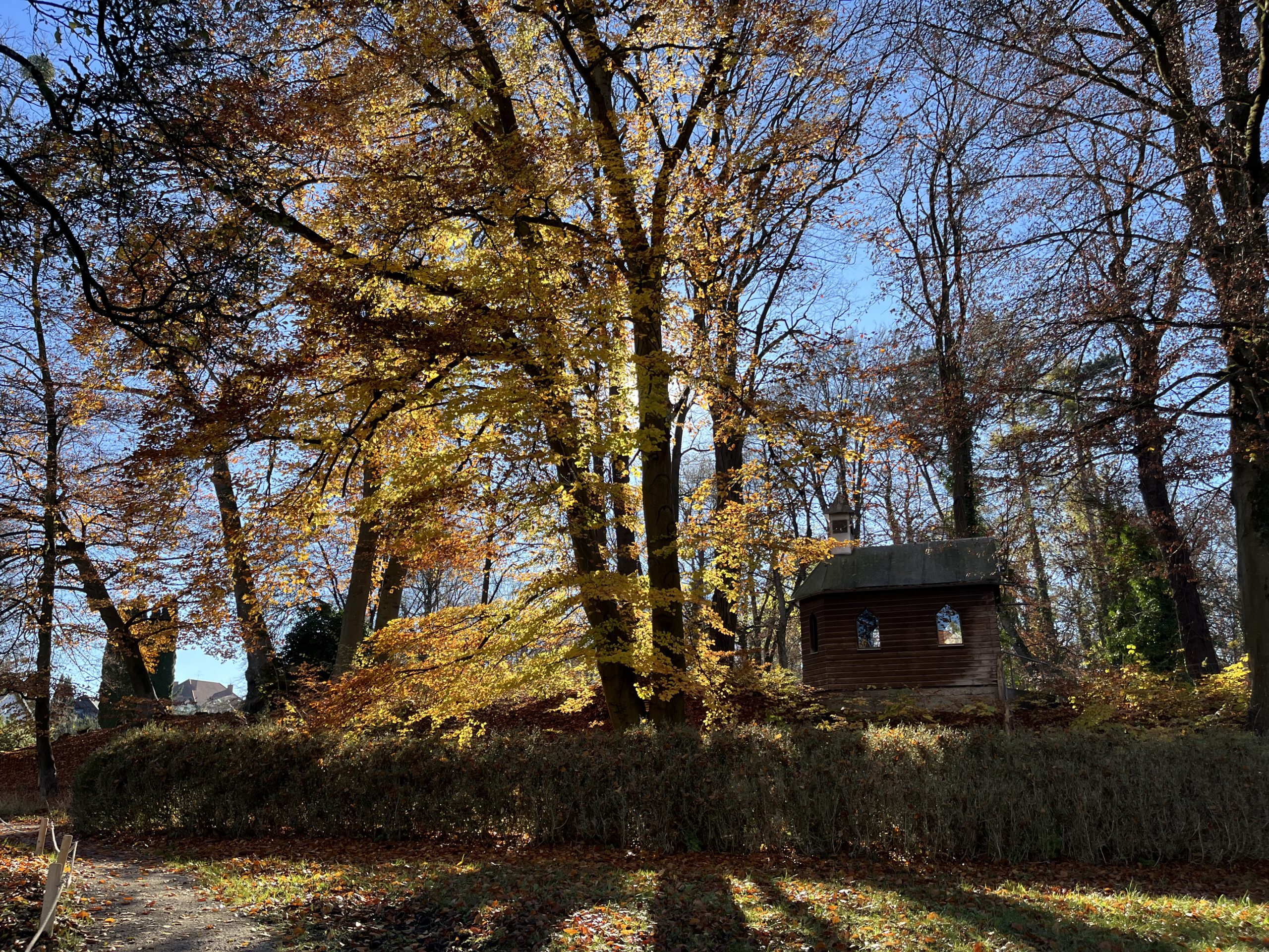 Baumhabitate erkennen und bewerten - Eine Exkursion in den Magdalenenpark mit fachlicher Diskussion