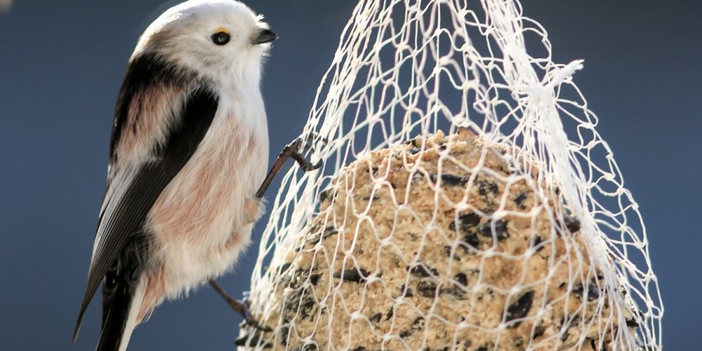 Vogelschutz im Winter