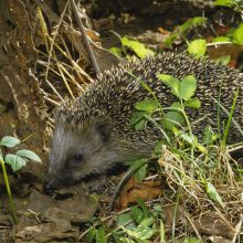 Igel im Garten