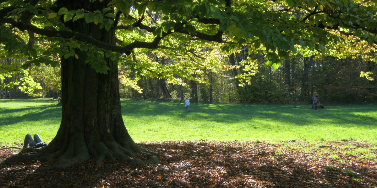 BaumschutzSprechstunde BUND Naturschutz Kreisgruppe München