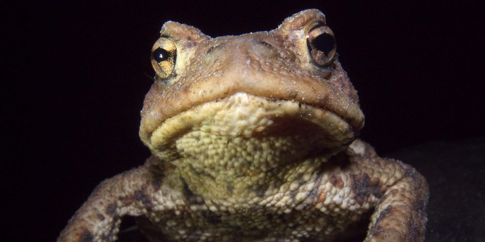 BUND Naturschutz sucht Helferinnen und Helfer für den Schutz von Fröschen und Kröten