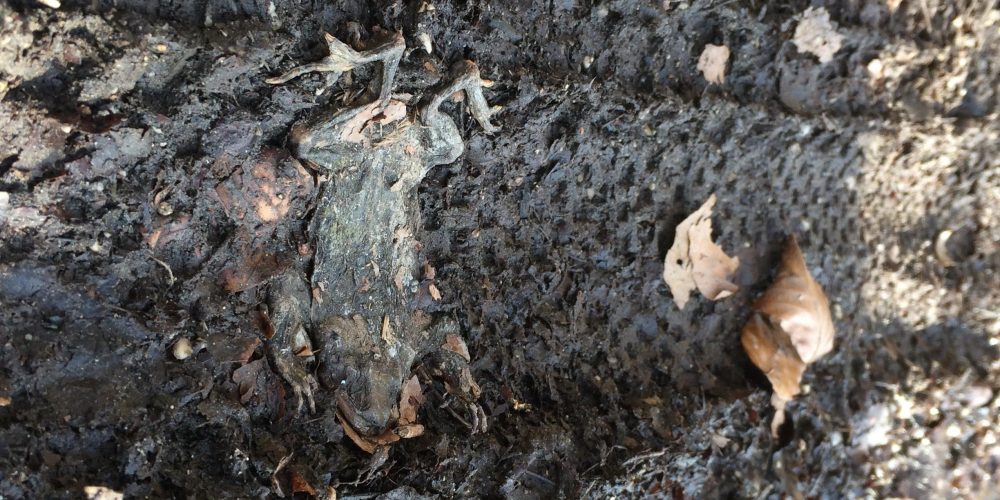Natur darf in Coronazeiten nicht leiden