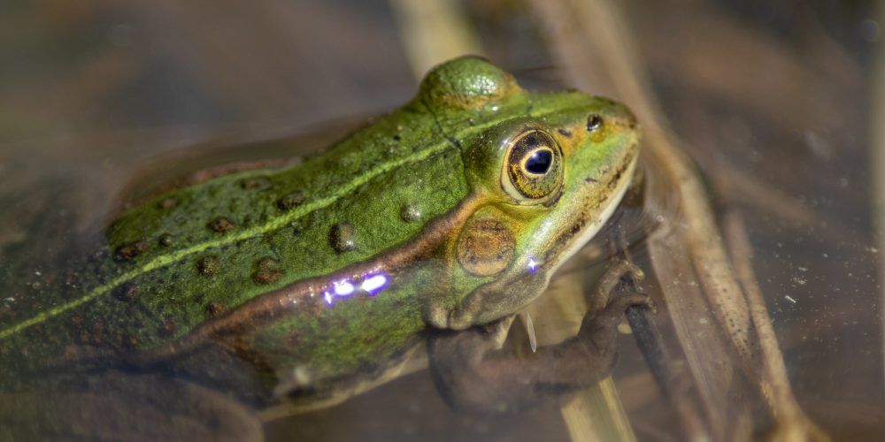 Amphibienweiher im Perlacher Forst