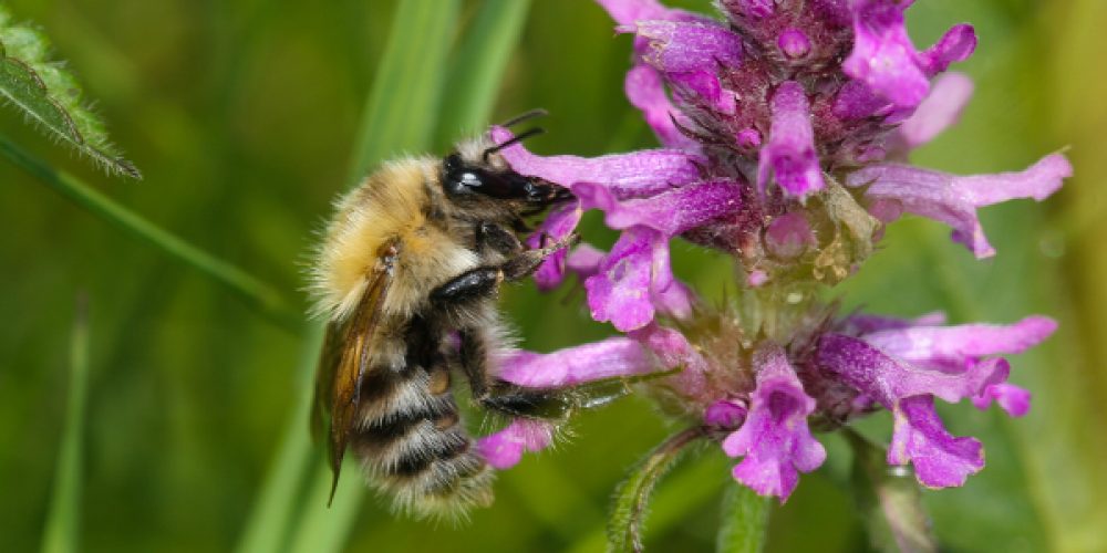 Vortrag: „Globale Biodiversität: Wie können wir Ökosysteme langfristig sichern?“