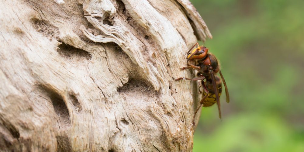 Hornissen, die friedlichen Insektenjäger