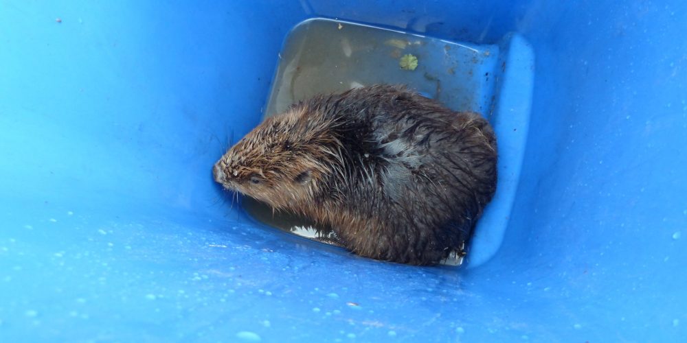 BUND Naturschutz rettet Jungbiber