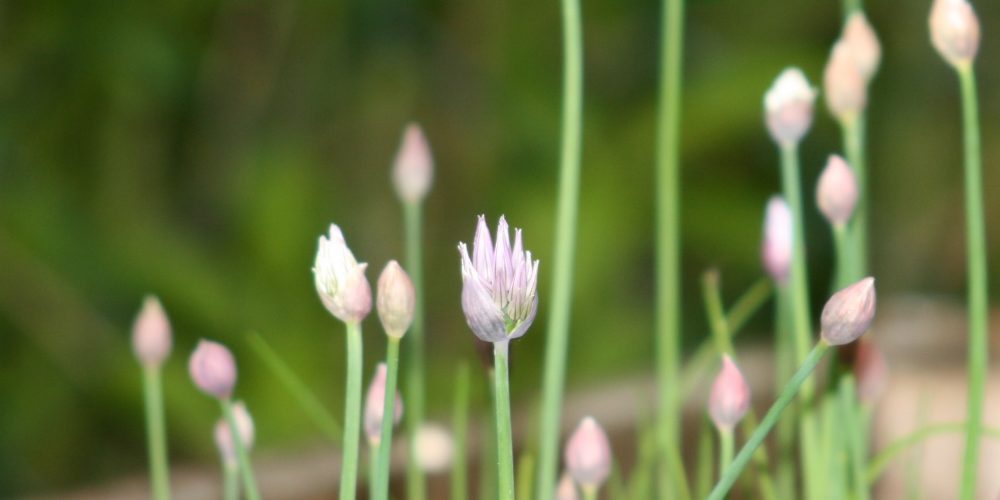 Sendung März 2021: Von winzig bis wuchtig – Ein Frühlingspotpourri zum Start in die Gartensaison