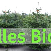 BUND Naturschutz wirbt für Bio-Weihnachtsbäume