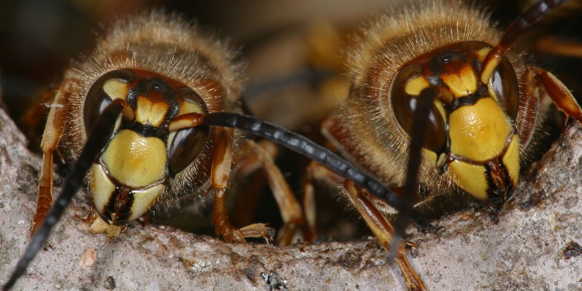 Bienen und Wespen
