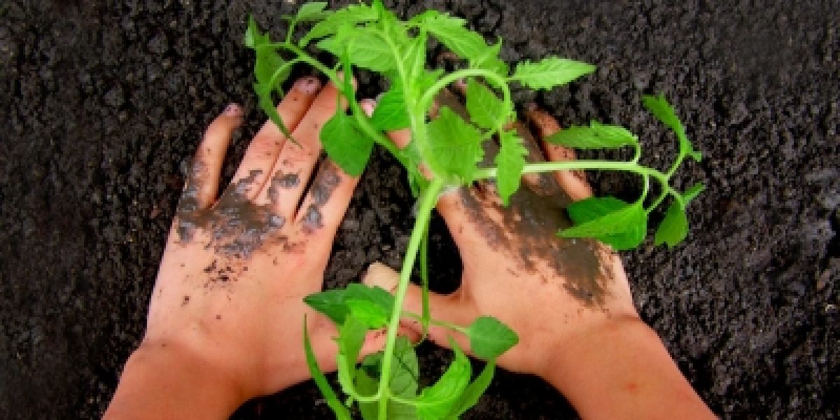Bio-zertifizierte Samen und Pflanzen verwenden
