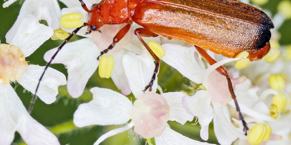 Käfer in München – neue Broschüre des BUND Naturschutz und Referat für Klima- und Umweltschutzes gibt Überblick über die Käfervielfalt