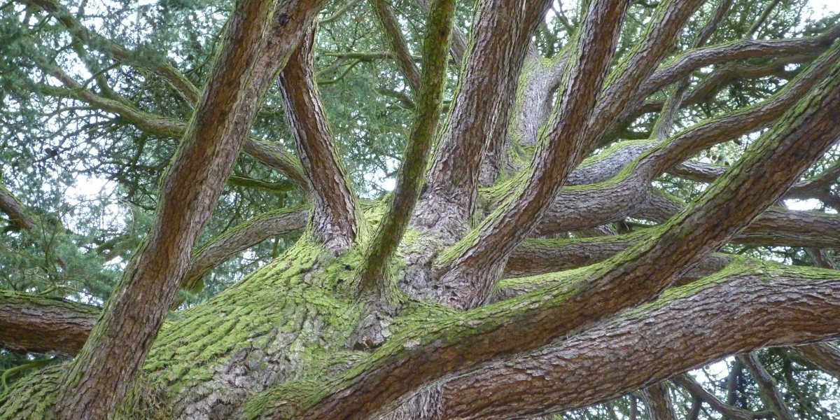 AK Baum- und Gehölzschutz