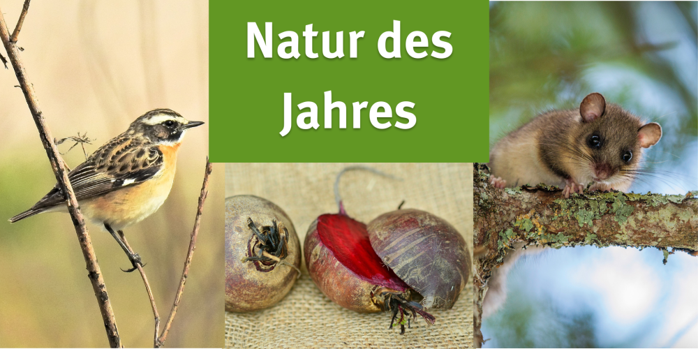 Sendung März 2023: Natur des Jahres
