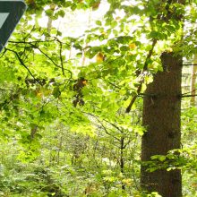 Sendung Juni 2020: Mehr Natur in Wald und Flur: Chancen und Grenzen für den Naturschutz