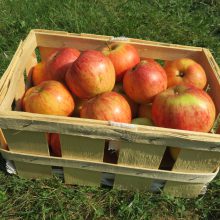 BN rät zur Apfelsaison: Bio auch bei Äpfeln