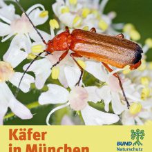 Käfer in München – neue Broschüre des BUND Naturschutz und Referat für Klima- und Umweltschutzes gibt Überblick über die Käfervielfalt