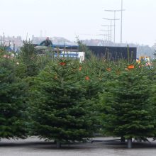 BUND Naturschutz empfiehlt Bio-Weihnachtsbäume