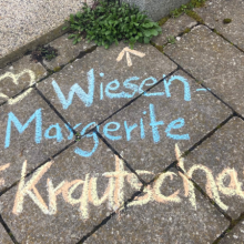 Krautschau &#8211; Was wächst zwischen Münchens Pflasterfugen?