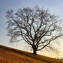 Baumbestand in München schrumpft seit Jahren