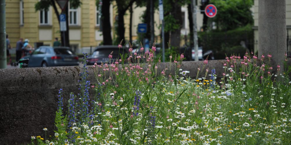 München erblüht – Mehr Artenvielfalt durch Biodiversitätspatenschaften und -kooperationen