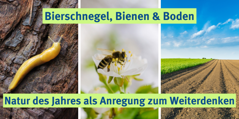 Sendung Oktober 2023: Bierschnegel, Bienen &#038; Boden &#8211; Natur des Jahres als Anregung zum Weiterdenken