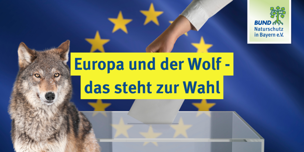 Sendung Mai 2024: Europa und der Wolf &#8211; das steht zur Wahl