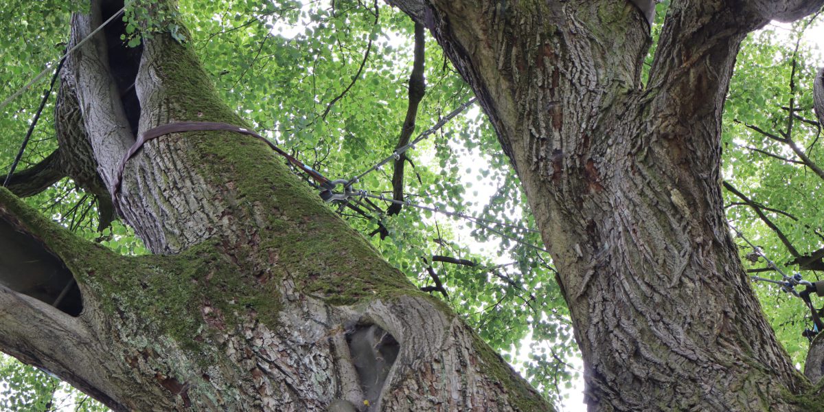 AK Baum- und Gehölzschutz