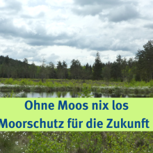 Sendung August 2024: Ohne Moos nix los – Moorschutz für die Zukunft