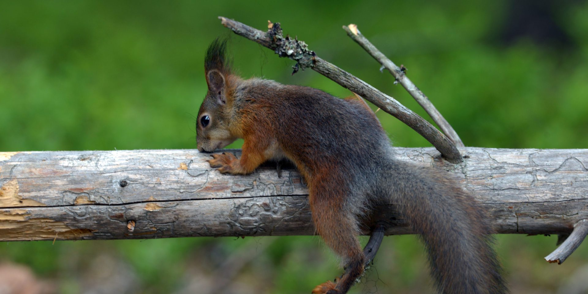 Eichhörnchen beobachten und melden! 