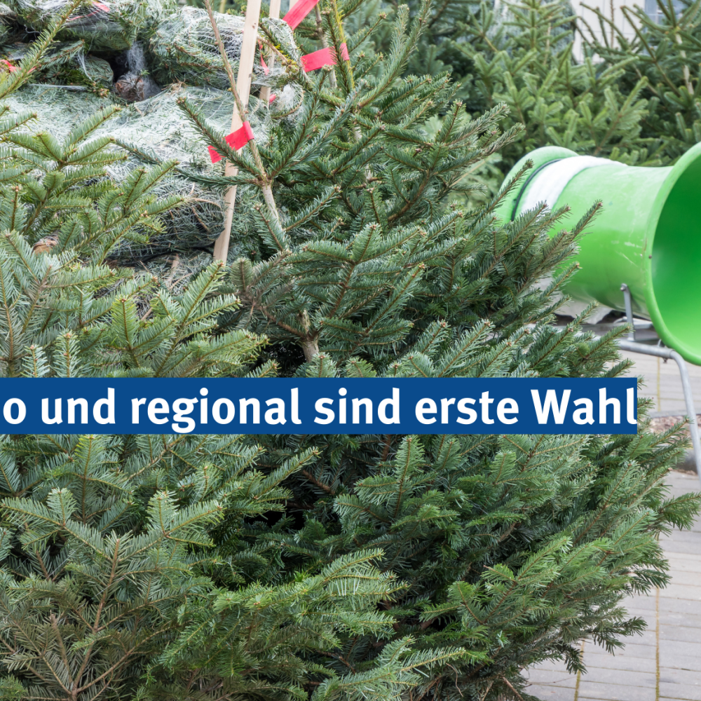 Der Traum vom guten Weihnachtsbaum