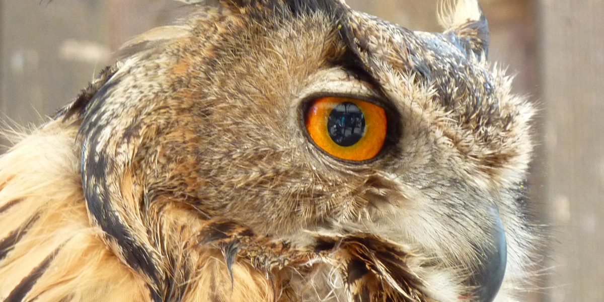 BUND Naturschutz klagt erfolgreich gegen Baumaßnahmen im Isartal