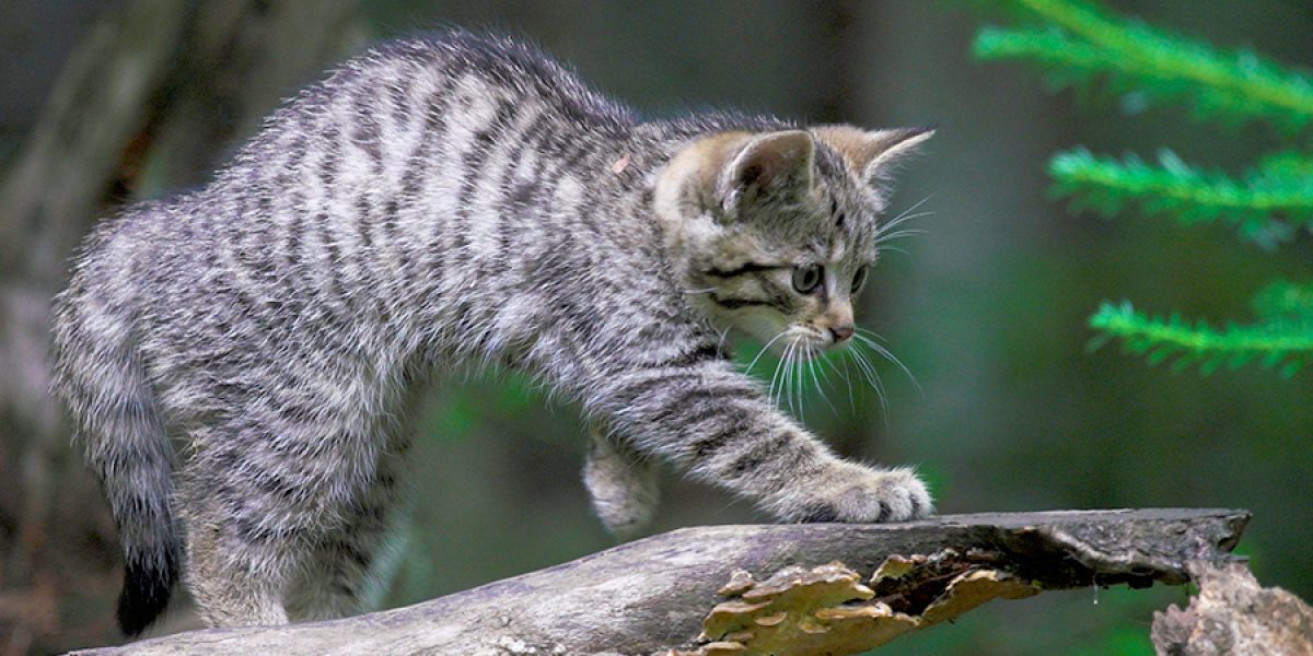 Rettungsnetz Wildkatze