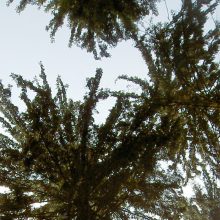 Sendung Juni 2019: Unter Ulmen &#8211; macht der Wald die Flatter?
