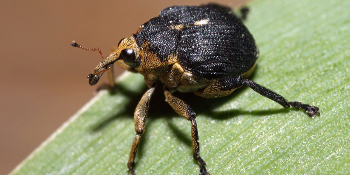 Käfer