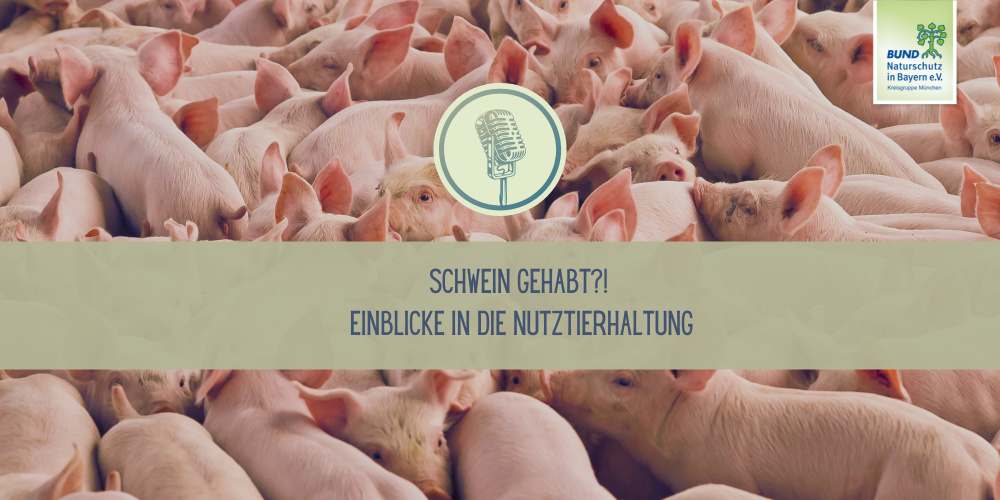Sendung Mai 2025: Schwein gehabt? Einblicke in die Nutztierhaltung