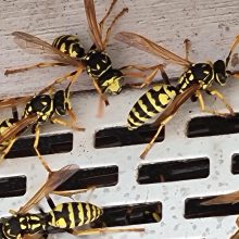 Endspurt für viele Wespenarten