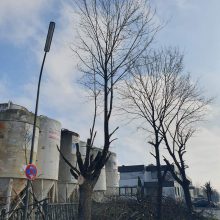 Baumfrevel ohne Baumschutzverordnung