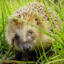 BUND Naturschutz gibt Tipps zum Igelschutz: So klappt der Winterschlaf