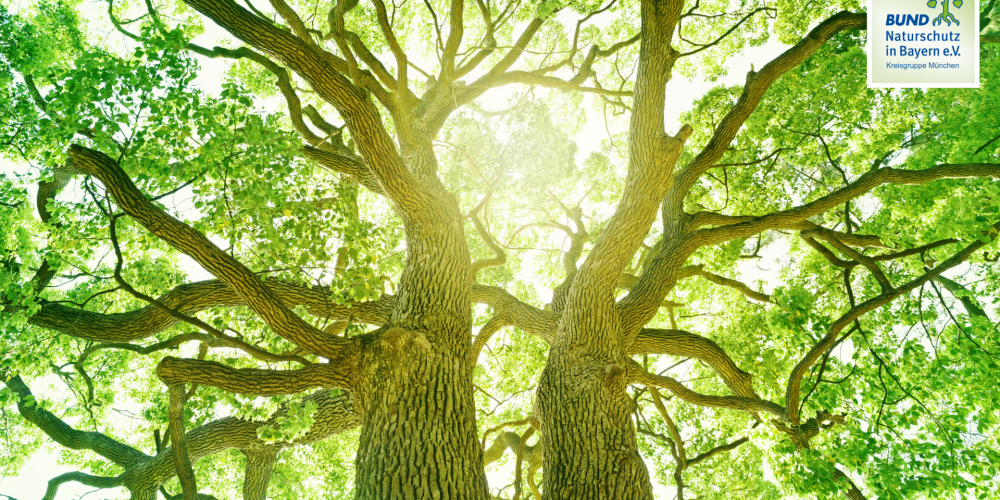 Miniaturansicht-Eintrag