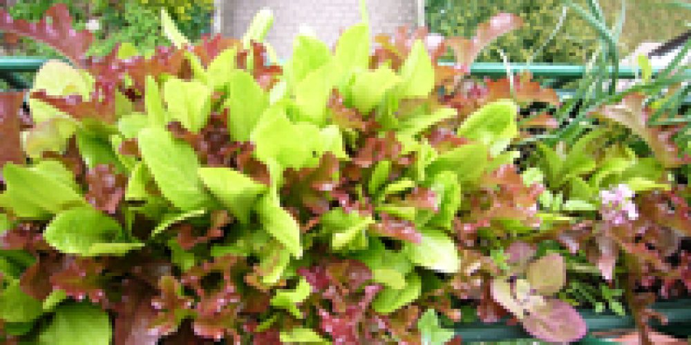 Miniaturansicht-Eintrag