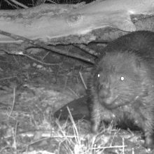 Anzeige gegen Umweltsünder erstattet