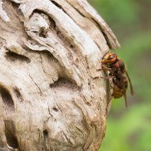 Hornissen, die friedlichen Insektenjäger